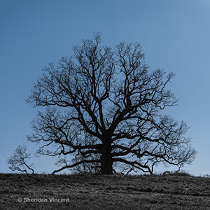 Nations Oak by Sheridan Vincent