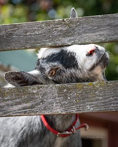 Silly Old Goat by Sandy Silvestri