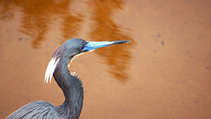 Freddy the Heron by Ted Tedrowe
