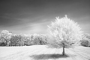 Digital Infrared Landscape by Maximus Andrade