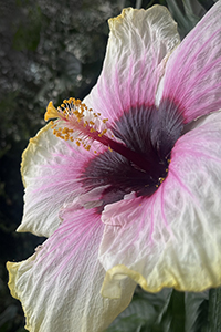 Flora by Smily Quintana