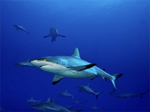 Great White Shark by Cyrille Rio