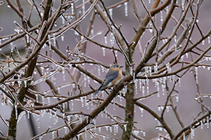 Blue Bird, Iced by Melissa Mance-Coniglio