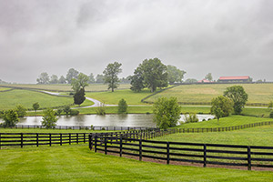 Misty Morning in Horse Country by Martha Price