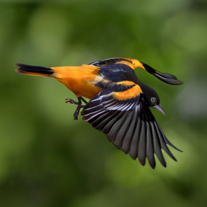 Aerial Acrobat by Marie Costanza