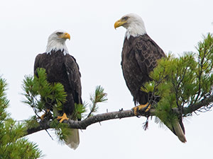 A Pair of Eagles by Randy Fredlund