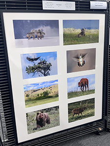 Field Guide A by Tom Knauss