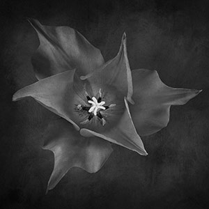 Tulip from Above by Tom Kredo