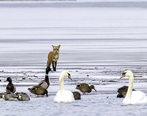 Survival by Julie Oldfield