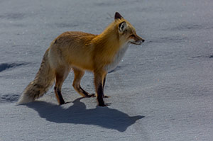 Resilliant in the Snow by Steve Dent